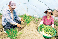 ‘진산 땅두릅’ 본격 출하…맛좋고 영양 듬뿍