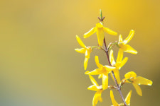 [마음으로 읽는 전원詩] 다시 봄날 잠들었던 생명 깨우는 따스한 봄볕