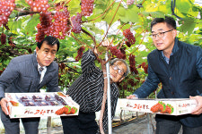 대전 산내농협 ‘델라웨어’ 포도 전국 첫 출하