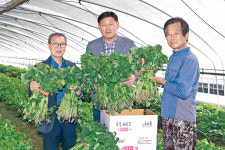 익산 삼기농협 “튼튼한 고구마종순 공급합니다”
