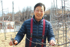 재배 까다로운 ‘감홍’ 사과 생리장해 해결한 안동 농민의 비결은?