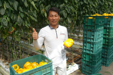 경도·맛·색 소문난 파프리카…가락시장 중도매인들 ‘엄지 척’