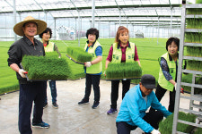 이천 대월농협 주부봉사단 육묘장 일손돕기 구슬땀