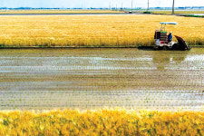 망종…보리 황금물결 일렁