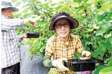 ‘참뽕오디’ 먹고 건강 챙기세요！