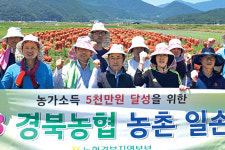 경북농협지역본부, 양파 수확 일손돕기 나서
