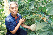 ‘작물 상태’에 맞춘 멜론 생육관리…‘한결같은 품위’ 자랑