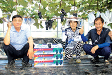 새콤달콤 ‘송산포도’ 본격 출하…판로확대 총력
