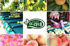공영홈쇼핑 7월 인기상품에 ‘복숭아’ 선정