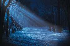 [마음으로 읽는 전원詩] 내 발소리…숲의 평화에 금 가는 소리