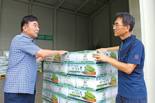 수급조절·직판으로 화천 애호박값 회복세