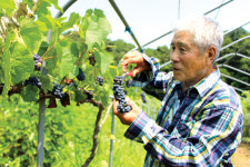 “진머루, 맛 좋고 재배 수월…소득작목으로 좋아요”
