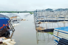 ‘물바다’ 된 시설하우스 단지