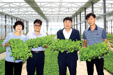 팽성농협, 질 좋은 가을배추 모종 저렴하게 공급