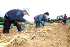 “인삼 사러 충남 금산으로 오세요”
