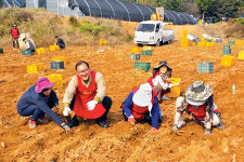 당진 고구마 재배농가서 수확작업