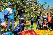 나무 윗부분 감 따기 30분 만에 ‘끙끙’…고개·팔·어깨 ‘묵직’