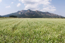[NBS 하이라이트] 전남 영암농협 ‘메밀 활용한 부촌 만들기’ 노력 들여다보기