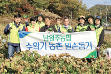 강원 남원주농협, 귀래면서 단호박 수확 도와