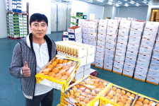 소포장화·기능성 단감 출하…상품화 전략 바꿔 부가가치 쑥쑥