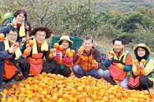 지리산청학농협 조합원 농가서 대봉감 수확 도와