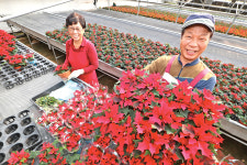 “크리스마스 꽃 ‘포인세티아’ 출하요~”