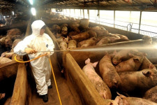 환경부, 전면 무창돈사화 추진 …축산업계 강력 반발