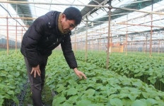 “시설하우스 안 조도, 딸기 생장에 절대 부족”