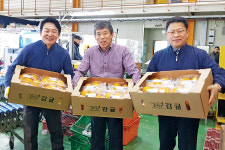 원희룡 제주지사, APC 찾아 만감류 선별작업…애로사항도 청취