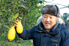 “신맛 ‘뚝’…시트론 레몬 맛보세요”