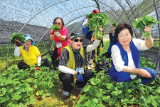 캐보고 맛보고 즐기고…봄나물축제 얼른 떠나자