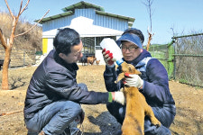 [NBS 하이라이트] 전직 우슈 국가대표 김영민씨 100마리 ‘염소농부’ 된 사연은?