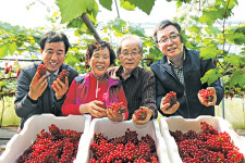 대전 ‘델라웨어’ 포도 첫 출하