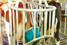 ‘젖소 화장실’ 내년 상용화…악취 걱정 ‘뚝’