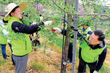 농협 상호금융, 사과농장 일손돕기 ‘구슬땀’