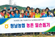 NH농협 청주시지부·청남농협, 양파 수확작업 도와