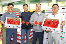 운봉 파프리카, 올 첫 일본 수출길