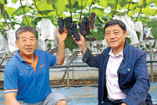 향긋·달콤 ‘송산포도’ 출하 시작