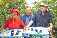 [화제] 10년째 ‘대부포도’ 첫 출하하는 서황수·김희영 부부<경기 안산>