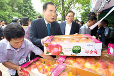 “장성 차돌 복숭아, 품질 좋아요”