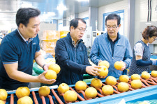 과일 판로확대 총력…농가소득 ‘쑥’