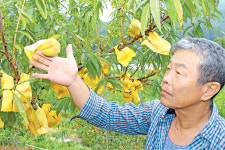 “복숭아 묘목 사 심은 지 4년째 상품성 있는 과실 못 따”