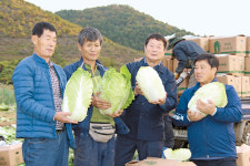 ‘아삭아삭’ 괴산 배추 4년째 대만행