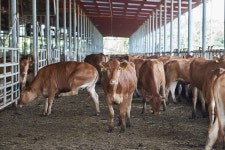 ‘축산환경부담금 도입’ 연구용역 논란