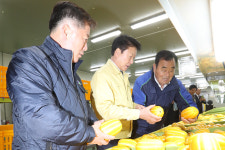 “성주참외 명성 올해도 이어나가자”