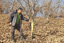야생염소의 ‘밤나무’ 습격…피해 눈덩이
