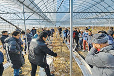 진안군, 체리 새 소득작목 육성 박차