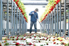 체험객 실종…텅빈 딸기농장