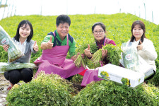 청도미나리 본격 출하…관광객 발길