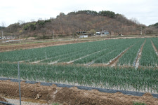 쌀 생산조정제 축소에 농가 ‘당혹’